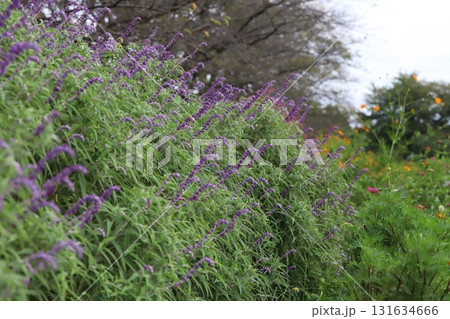 秋の公園に咲く紫色のサルビア・レウカンサの花 131634666