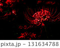 闇に浮かぶ曼珠沙華のクローズアップ 131634788