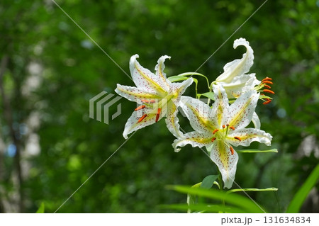 三方に向って咲く白いヤマユリの花　Ver1 131634834