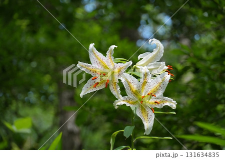 三方に向って咲く白いヤマユリの花 Ver2 三方に向って咲く白いヤマユリの花 Ver2 131634835