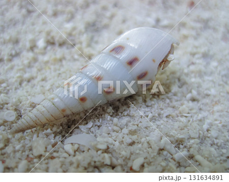 Sea side background with white long shell on sand, Selective focus. 131634891