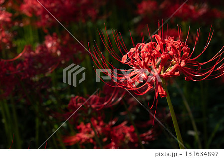 秋の日差しに照らされる彼岸花 131634897