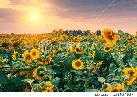 view of sunflower field view of sunflower field 131634937