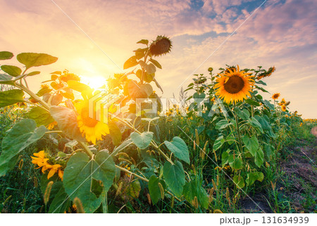 view of sunflower field view of sunflower field 131634939