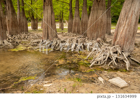 Cypress trees with exposed roots along a calm water edge in a lush green setting Cypress trees with exposed roots along a calm water edge in a lush green setting 131634999