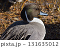 水辺で羽を休めるオナガガモのクローズアップ 131635012