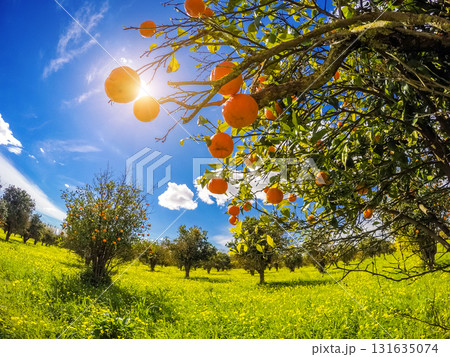 the orange garden 131635074