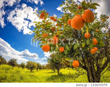 the orange garden the orange garden 131635079
