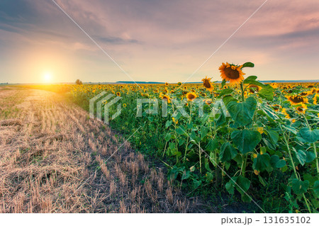 view of sunflower field 131635102