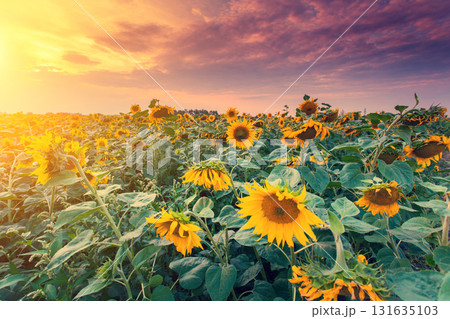 view of sunflower field view of sunflower field 131635103