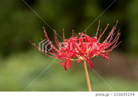雨上がりの秋の野原、水滴をまとった彼岸花 131635154