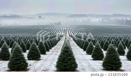 Scenic Winter Landscape of a Snowy Christmas Tree Farm with Rows of Evergreens 131635160