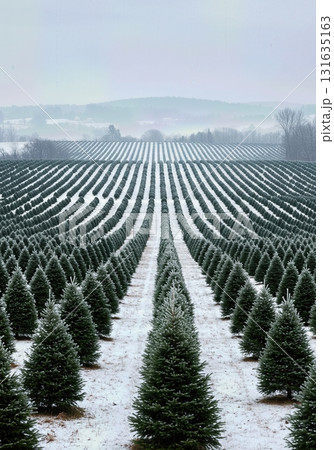 Scenic Winter Landscape of a Snowy Christmas Tree Farm with Rows of Evergreens Scenic Winter Landscape of a Snowy Christmas Tree Farm with Rows of Evergreens 131635163
