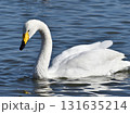 青い水面に佇む白鳥のクローズアップ 131635214