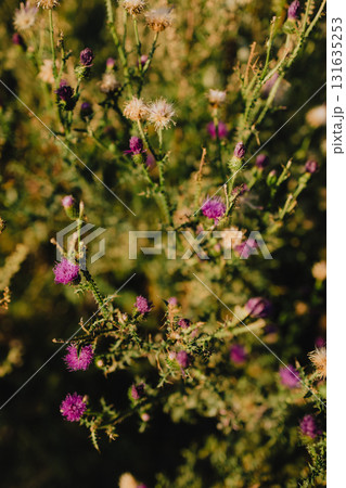 Purple thistle flowers are blooming, showcasing their vibrant color against backdrop of green foliage, creating natural tapestry of beauty and resilience. Purple thistles flowering in lush landscape Purple thistle flowers are blooming, showcasing their vibrant color against backdrop of green foliage, creating natural tapestry of beauty and resilience. Purple thistles flowering in lush landscape 131635253