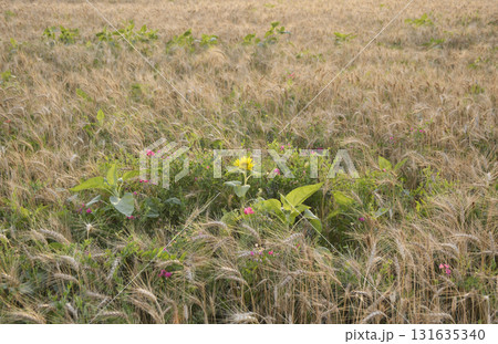 beautiful sunflower with delicate yellow petals among a field of ripening wheat beautiful sunflower with delicate yellow petals among a field of ripening wheat 131635340