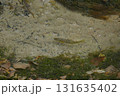 長野県　松本市　上高地　魚　ブラウンマス（中千丈沢の押し出し付近）（晩秋） 131635402