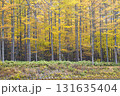 長野県　松本市　上高地　中千丈沢の押し出し付近の黄葉（晩秋） 131635404