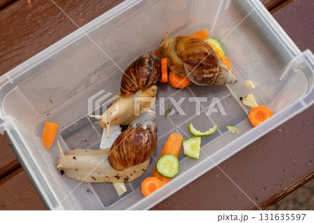 large snails in a plastic container for transportation. Achatina fulica albino body. Giant African snail large snails in a plastic container for transportation. Achatina fulica albino body. Giant African snail 131635597