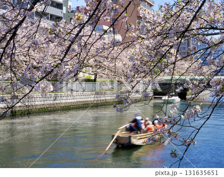 大横川の桜(東京江東区) 大横川の桜(東京江東区) 131635651