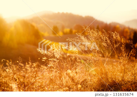 grass in the sunlight grass in the sunlight 131635674