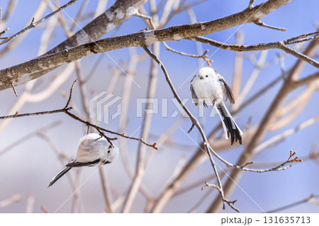 北海道壮瞥町、森で遊ぶ雪の妖精・シマエナガ【2月】 北海道壮瞥町、森で遊ぶ雪の妖精・シマエナガ【2月】 131635713