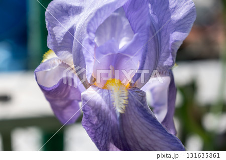 Iris in a garden, spring flower, iridaceae Iris in a garden, spring flower, iridaceae 131635861