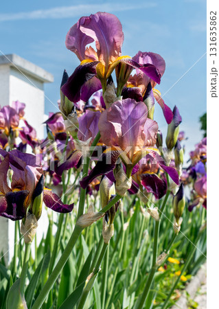 Iris in a garden, spring flower, iridaceae Iris in a garden, spring flower, iridaceae 131635862
