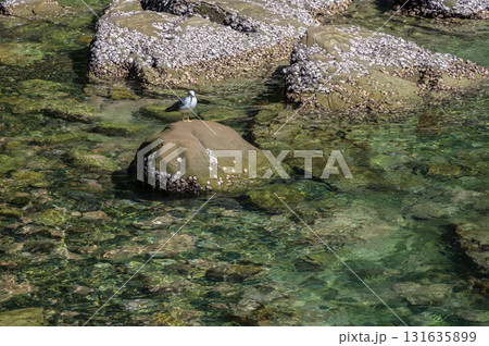 岩に立つウミネコ 浄土ヶ浜の海 岩に立つウミネコ 浄土ヶ浜の海 131635899