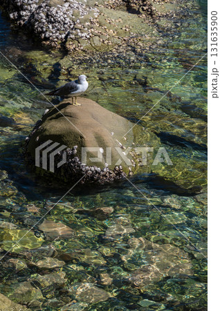 岩に立つウミネコ　浄土ヶ浜の海 131635900