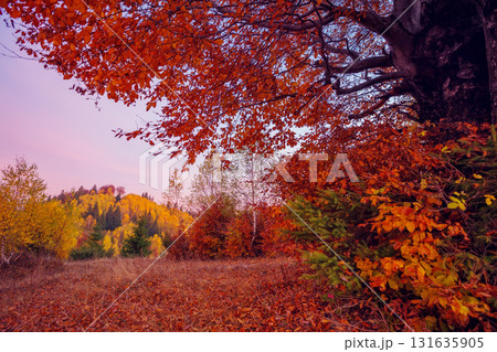 beautiful autumn trees beautiful autumn trees 131635905