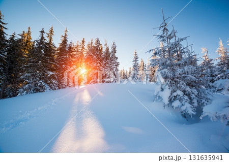 winter landscape glowing by sunlight winter landscape glowing by sunlight 131635941