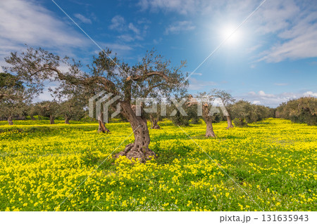 beautiful blooming garden beautiful blooming garden 131635943