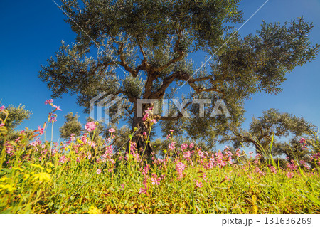 beautiful blooming garden 131636269