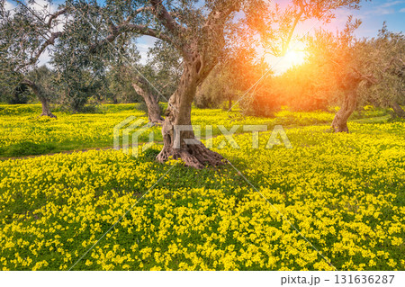 beautiful blooming garden 131636287