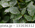 水滴のついたハギの葉 131636312