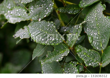 水滴のついたハギの葉 水滴のついたハギの葉 131636312