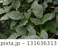 水滴のついたハギの葉 131636313
