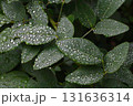 水滴のついたハギの葉 131636314