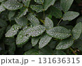 水滴のついたハギの葉 131636315