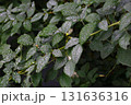 水滴のついたハギの葉 131636316
