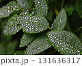 水滴のついたハギの葉 131636317