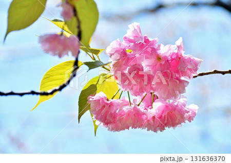 八重桜 ピンクの花アップ 131636370
