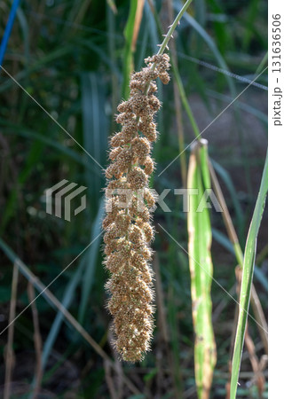 五穀の一つアワ【イネ科エノコログサ属】多年草 131636506