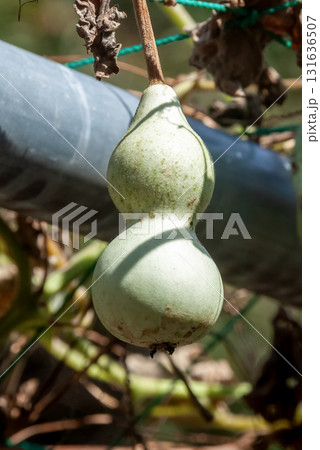 天然の水を運べる器と知られるヒョウタンの茎と果実 131636507
