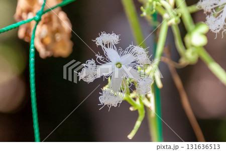 サル退治に役立ちそうなヘビウリの花【ウリ科カラスウリ属】 131636513