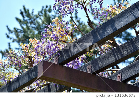 藤棚 紫の花 131636675