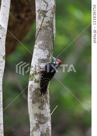 幹を登るオーストンオオアカゲラのオス 131636750