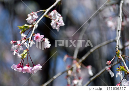 しだれ桜 薄ピンクの花アップ 131636827
