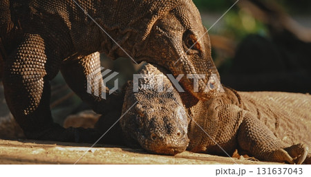 Large lizards, Komodo dragons, are interacting on Rinca Island in Komodo National Park, one of them seems to be smelling the other one's head Large lizards, Komodo dragons, are interacting on Rinca Island in Komodo National Park, one of them seems to be smelling the other one's head 131637043